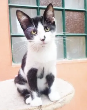 Gato raça srd idade 2 a 6 meses nome fredy