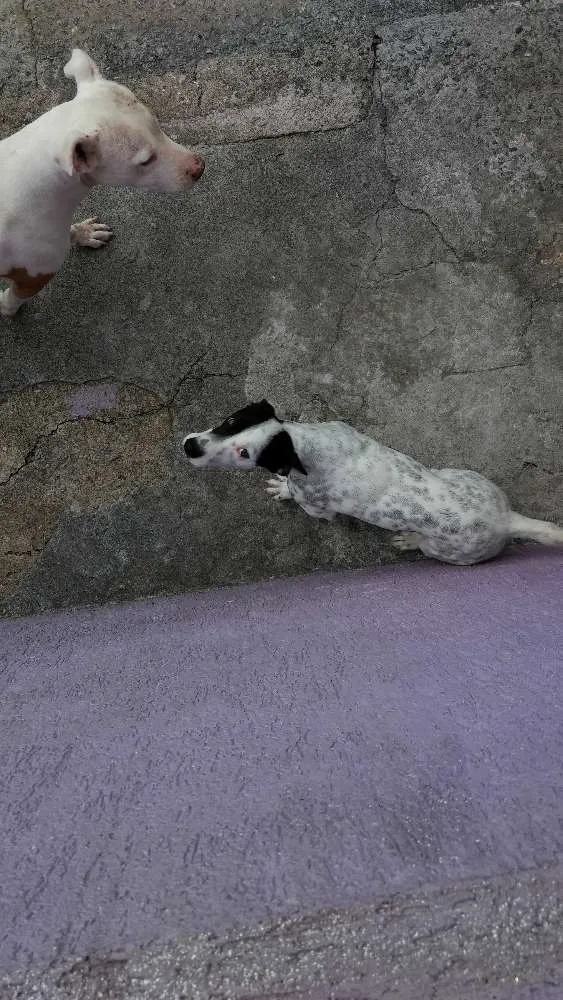 Cachorro ra a Fox paulistinha idade 1 ano nome Vivi