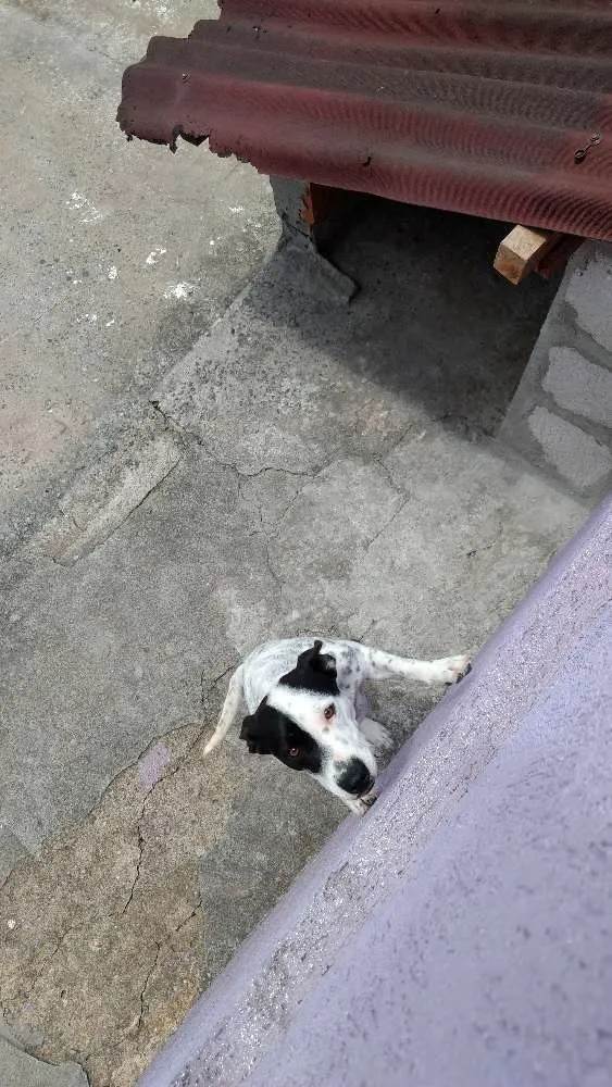 Cachorro ra a Fox paulistinha idade 1 ano nome Vivi