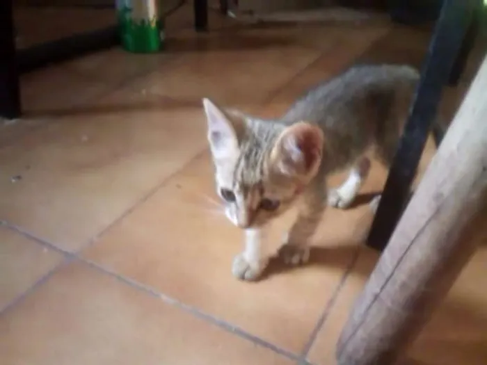 Gato ra a SRD idade Abaixo de 2 meses nome [sem nome]