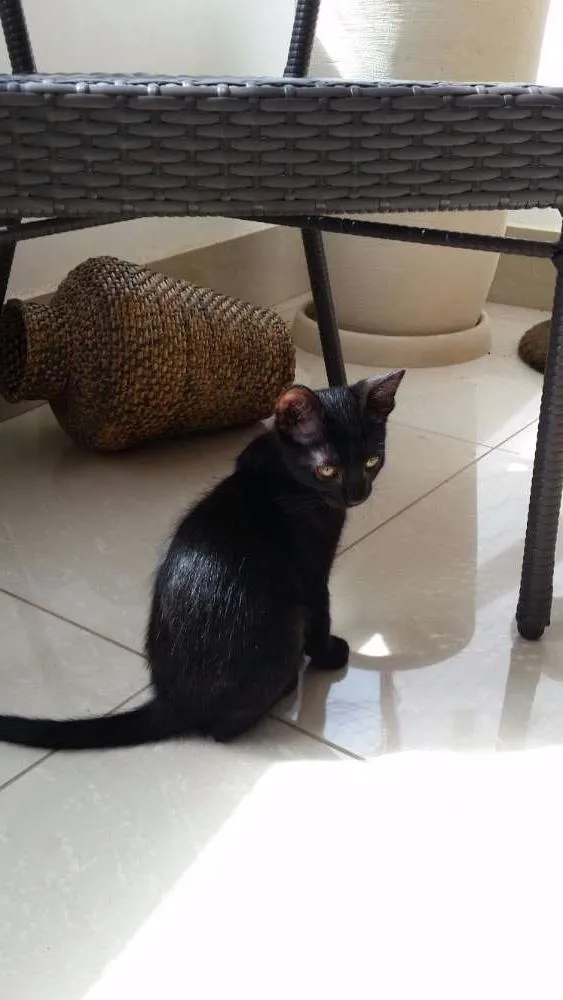 Gato raça  idade 7 a 11 meses nome pepi