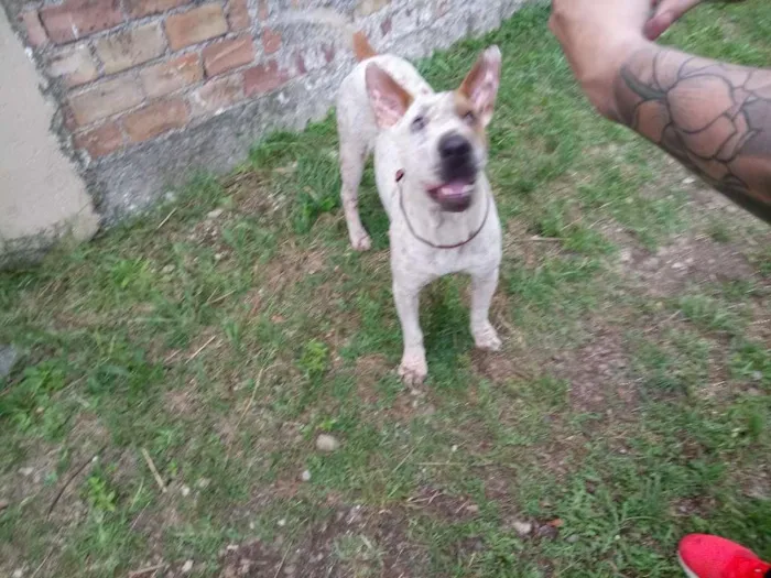 Cachorro ra a Sharpei c/ SRD idade 2 anos nome Bart