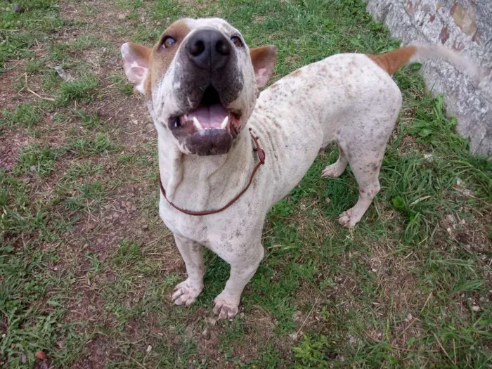 Cachorro ra a Sharpei c/ SRD idade 2 anos nome Bart