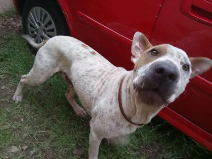 Cachorro ra a Sharpei c/ SRD idade 2 anos nome Bart