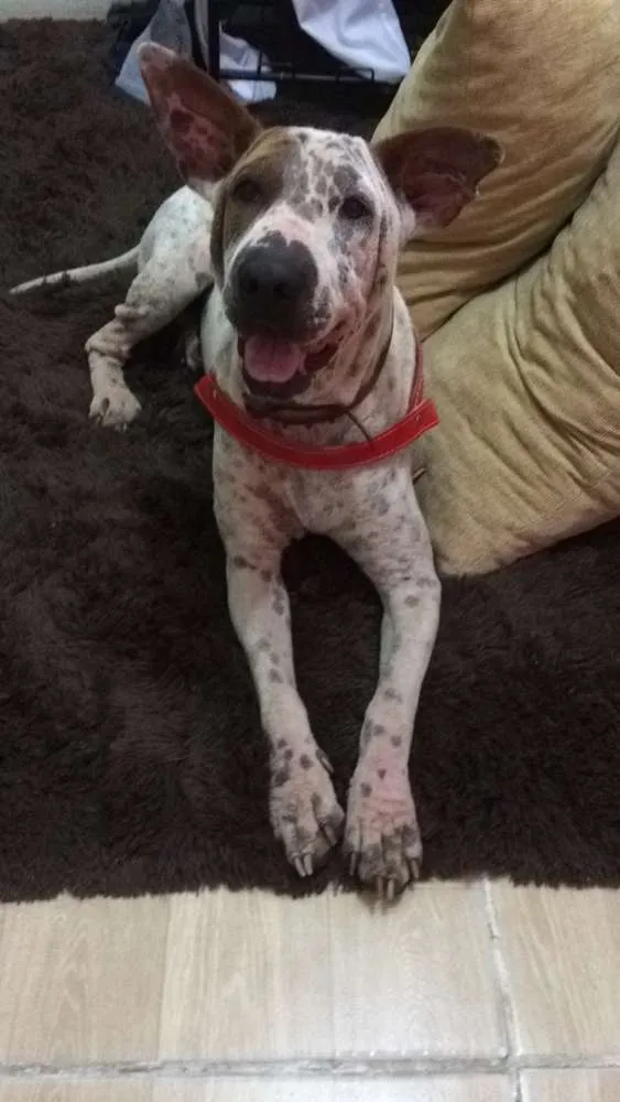 Cachorro ra a Sharpei c/ SRD idade 2 anos nome Bart