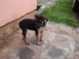 Lala