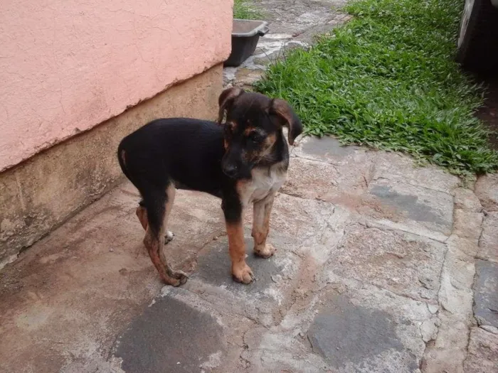 Cachorro ra a Indeterminada  idade 2 a 6 meses nome Lala