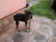 Lala