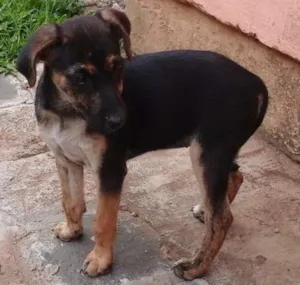 Cachorro raça Indeterminada  idade 2 a 6 meses nome Lala