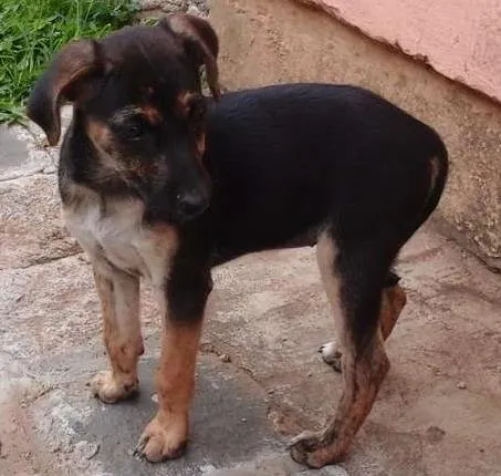 Cachorro ra a Indeterminada  idade 2 a 6 meses nome Lala