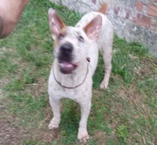 Cachorro ra a Sharpei c/ SRD idade 2 anos nome Bart