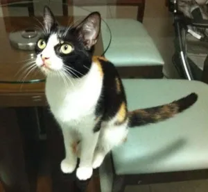 Gato raça  idade 7 a 11 meses nome Mia