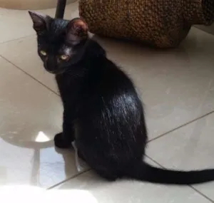 Gato raça  idade 7 a 11 meses nome pepi