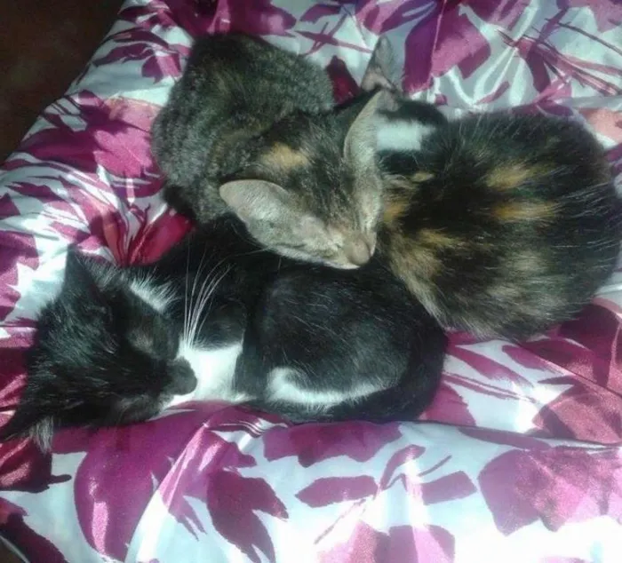 Gato ra a SRD idade Abaixo de 2 meses nome Irmãozinhos