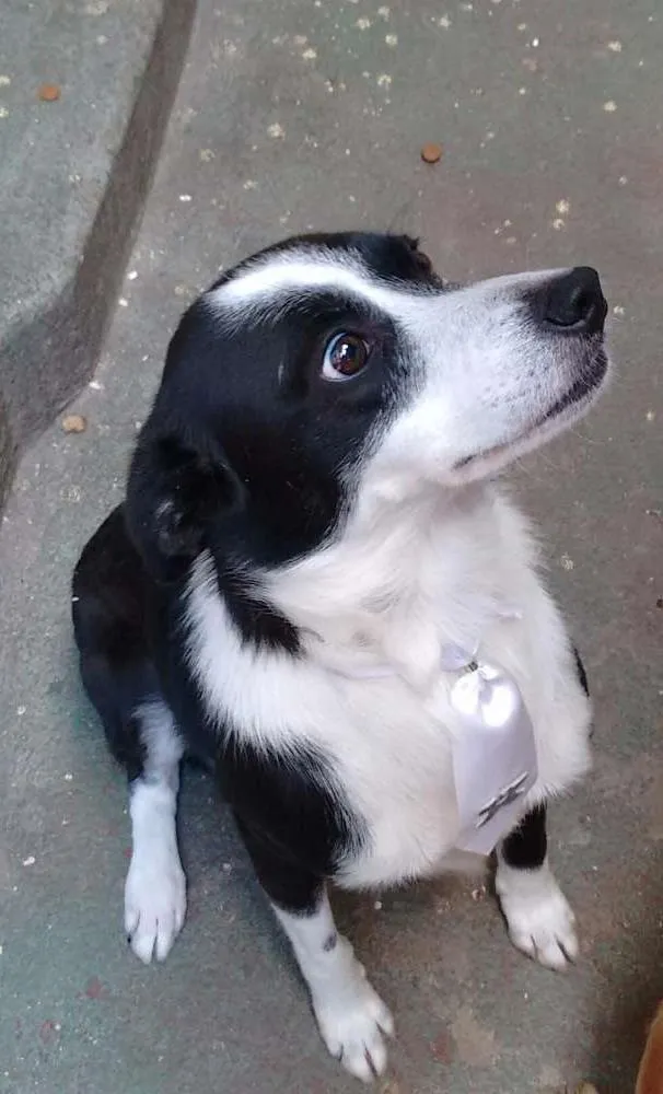 Cachorro ra a Border collie idade 3 anos nome Bob