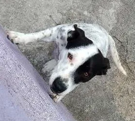 Cachorro ra a Fox paulistinha idade 1 ano nome Vivi