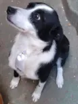 Bob