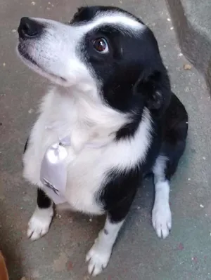Cachorro raça Border collie idade 3 anos nome Bob
