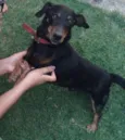 Pretinha e Toquinho