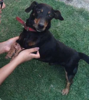 Cachorro raça Srd e Bassê idade 6 ou mais anos nome Pretinha e Toquinho