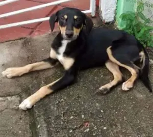 Cachorro raça SRD idade  nome SEM NOME