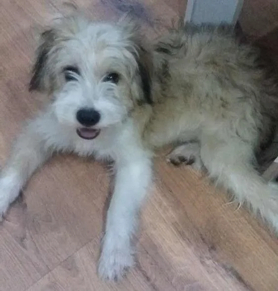 Cachorro ra a Mistura lhasa  idade 2 a 6 meses nome Jack