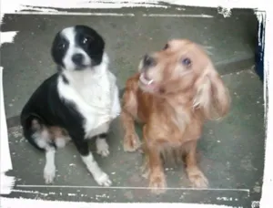 Cachorro raça Border collie é Cocker Inglês idade 3 anos nome Bob e Dengo