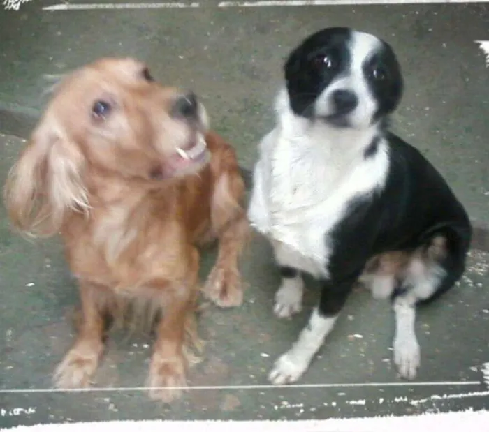 Cachorro ra a Border collie é Cocker Inglês idade 3 anos nome Bob e Dengo