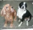 Bob e Dengo