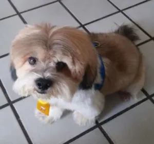 Cachorro raça Lhasa Apso idade 6 ou mais anos nome flok