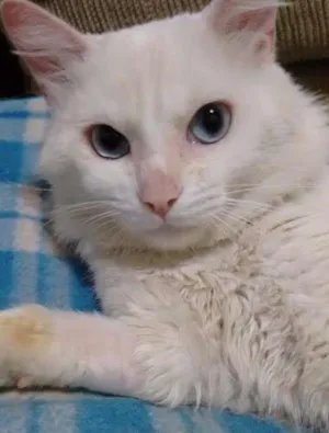 Gato raça  idade 1 ano nome LIPI