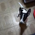 Apolo