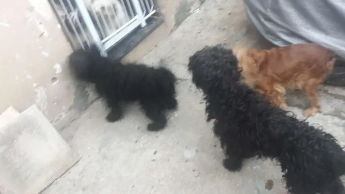 Cachorro ra a Cooker  idade 2 anos nome Xuxa e Bob
