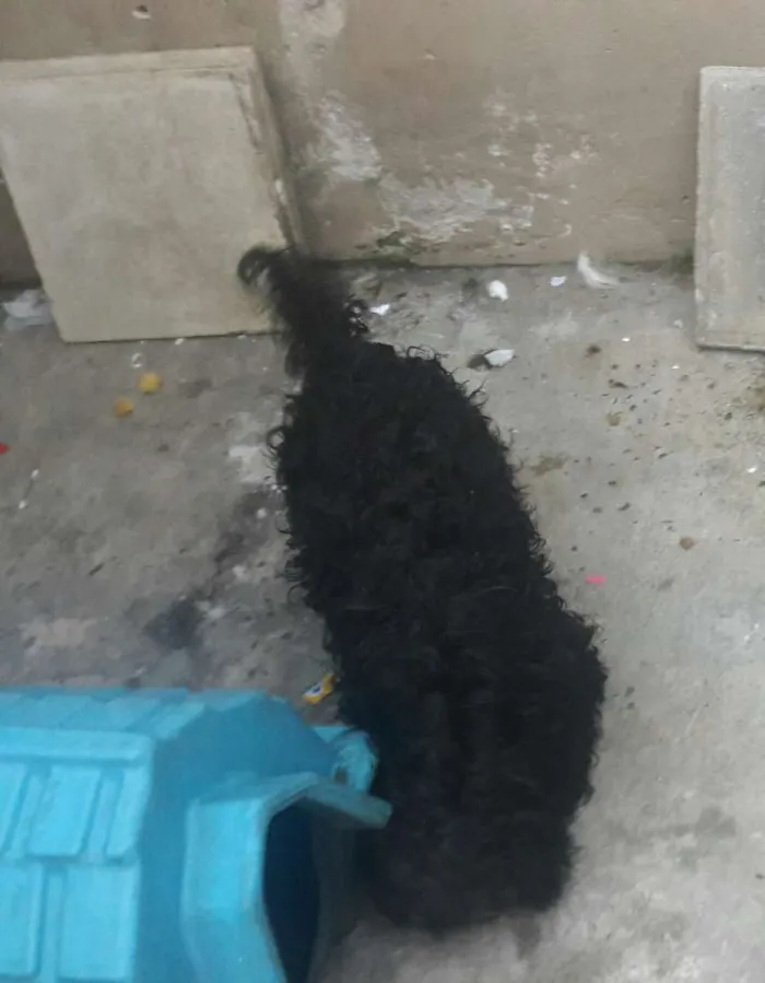Cachorro ra a Cooker  idade 2 anos nome Xuxa e Bob