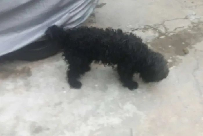 Cachorro ra a Cooker  idade 2 anos nome Xuxa e Bob