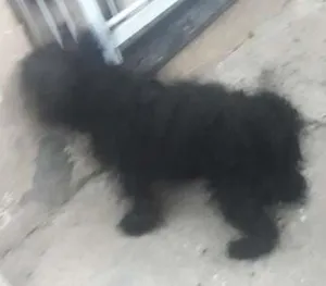 Cachorro raça Cooker  idade 2 anos nome Xuxa e Bob