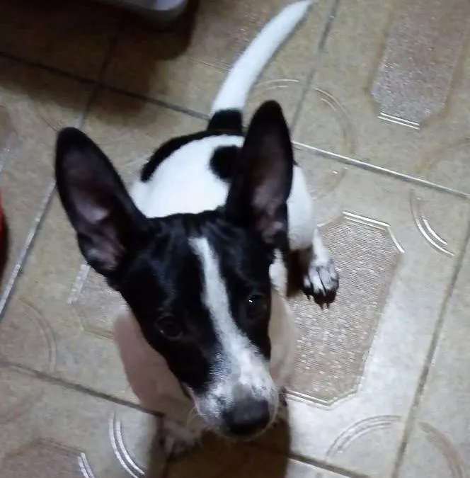 Cachorro ra a SRD idade 2 a 6 meses nome Apolo