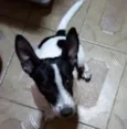 Apolo