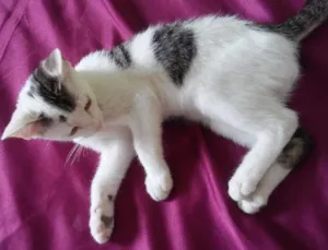 Gato raça Normal idade 2 a 6 meses nome Nino