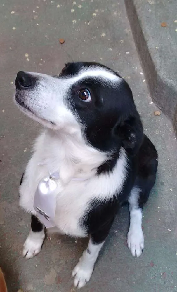 Cachorro ra a Border  e Cocker idade 3 anos nome Dengo e Bob