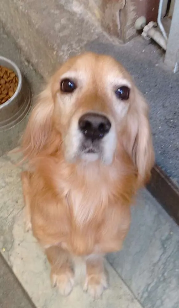 Cachorro ra a Border  e Cocker idade 3 anos nome Dengo e Bob