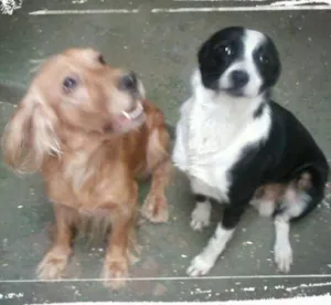 Cachorro raça Border  e Cocker idade 3 anos nome Dengo e Bob