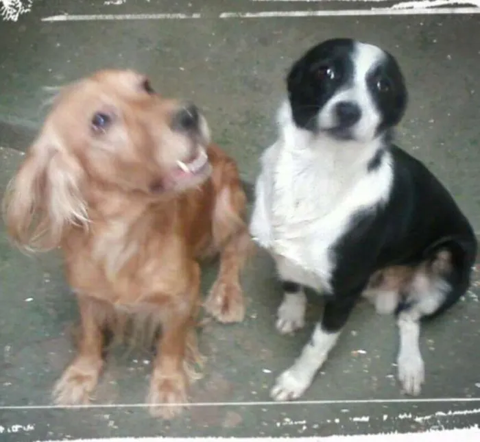 Cachorro ra a Border  e Cocker idade 3 anos nome Dengo e Bob