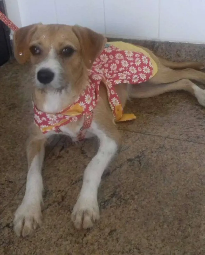 Cachorro ra a SRD idade nome MEL