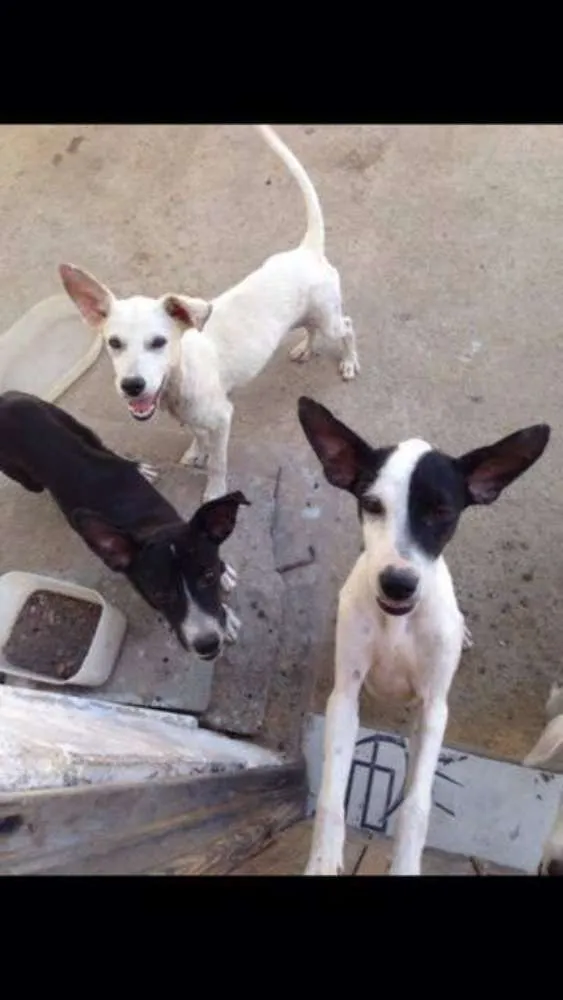 Cachorro ra a  idade 2 a 6 meses nome Sem nome 
