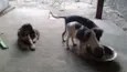 dogs