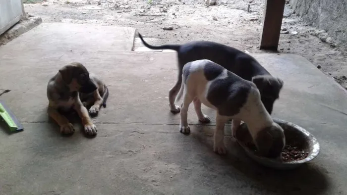 Cachorro raça vira lata idade 2 a 6 meses nome dogs