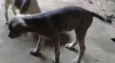 dogs