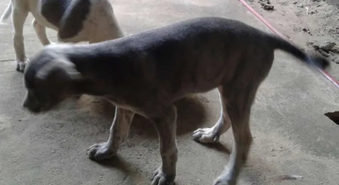 Cachorro raça vira lata idade 2 a 6 meses nome dogs