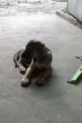 dogs